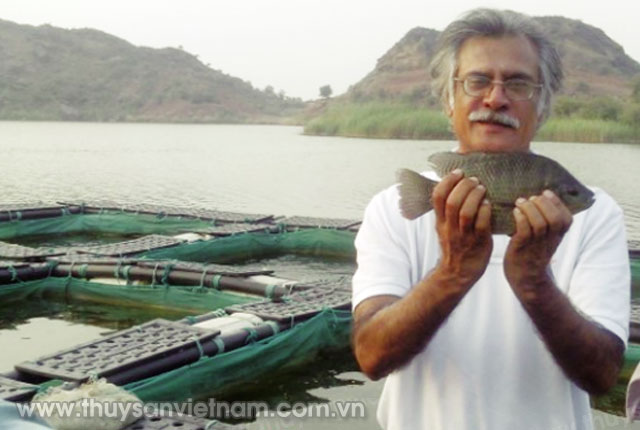 Cá rô phi được nuôi bằng thức ăn không bột cá của Công ty Oryza Organics   Ảnh: Oryza